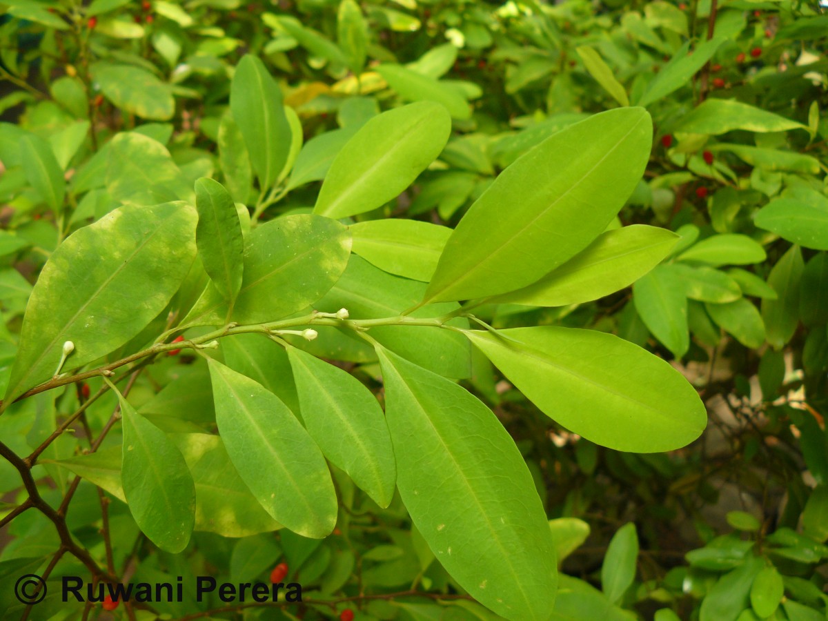 Erythroxylum novogranatense (D.Morris) Hieron.